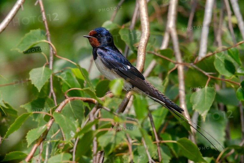 Hirundo rustica, barn swallow, birds, passeri, swallows, songbirds, birds