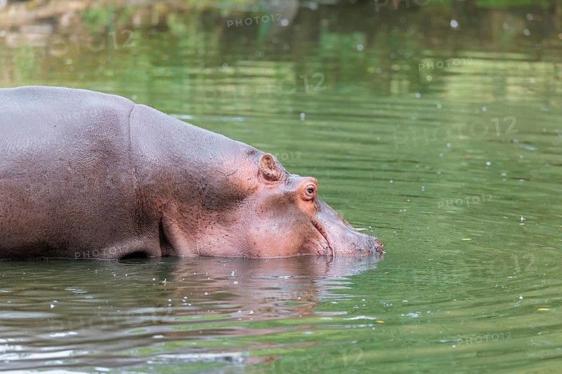 A full-grown hippopotamus (Hippopotamus amphibius) wades through shallow water. Democratic Republic of the Congo, Uganda, Tanzania, Kenya, Ethiopia, Somalia, Sudan, Gambia, South Africa