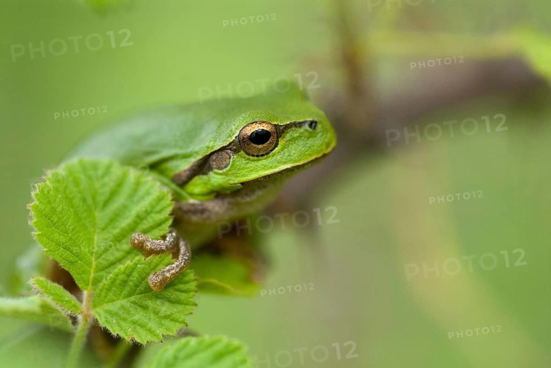Eastern tree frog, hyla orientalis, tree frog, amphibians, amphibians, Bulgaria, frog, frog, amphibian, eastern tree frog