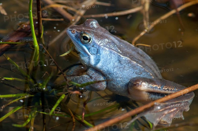 Moor frog, moor frog, rana arvalis, amphibians, amphibians, courtship behavior, courtship display, frog, frogs, amphibians, male