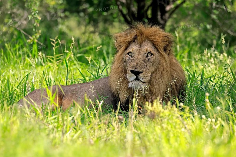 Lion (Panthera leo), adult, male, lying down, alert, portrait, grass, Kruger National Park, South Africa