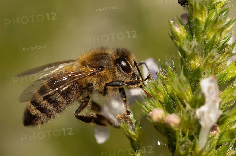 Apidae, apis mellifera, bees, European honey bee, European honeybee, hymenoptera, western honey bee, honey bee, honey bee, honeybee, insects, wild bees