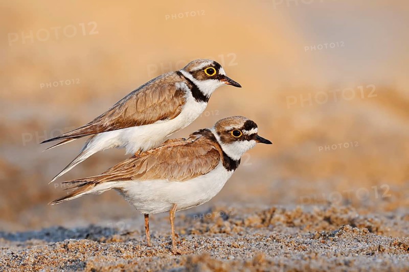 Little Ringed Plover (Charadrius dubius, Thinornis dubius), a pair copulating, North Rhine-Westphalia, Germany