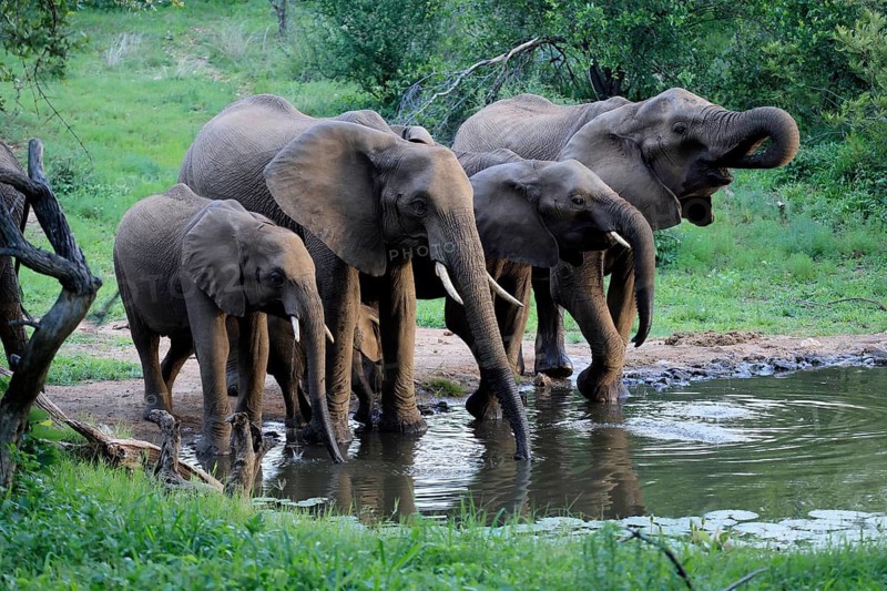African elephant (Loxodonta africana), adult, calves, herd, by the water, drinking, Kruger National Park, Kruger National Park, South Africa