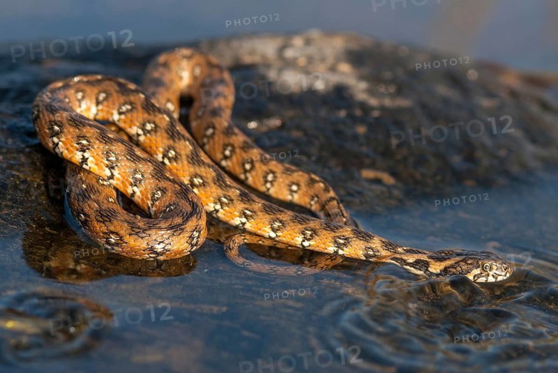 Natrix Maura, viperine snake, viper snake, critters, extremadura, reptilia, reptiles, snakes, snakes, Spain