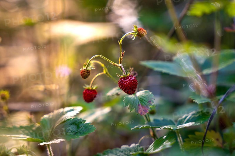 Strawberry plants with red fruits in forest light, surrounded by green leaves, Simmelhütte, Bad Wildbad. germany