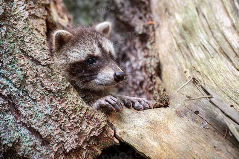 Young raccoon (Procyon lotor) on a discovery tour, Steinhagen, North Rhine-Westphalia, Germany