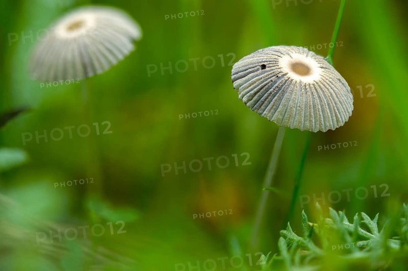 Coprinus plicatilis, common slice tinting, parasola plicatilis, slice tinting, fungi, fungus, mushrooms