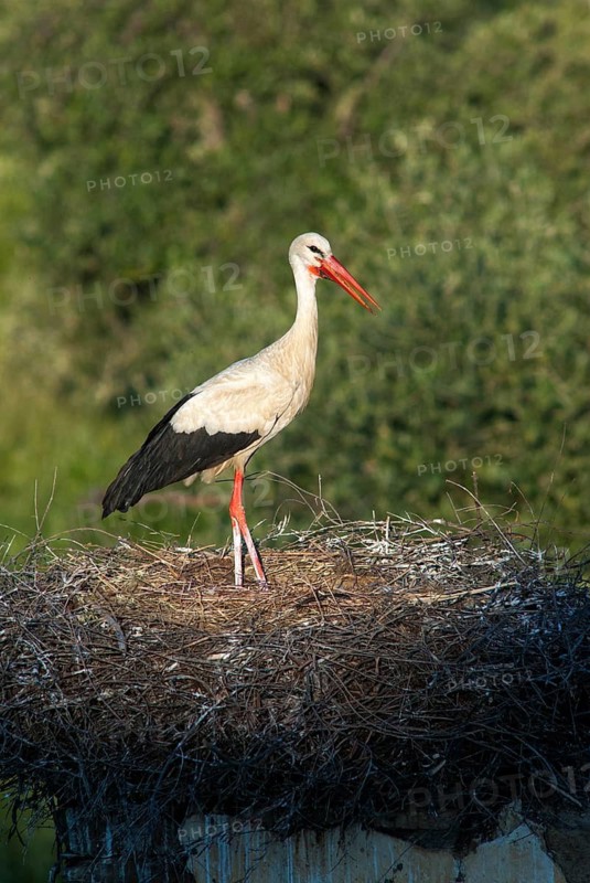 Ciconia ciconia, white stork, birds, ciconiiformes, extremadura, high size, portrait format, nest, walking birds, Spain, wading birds, stork, stork, stork, storks, birds