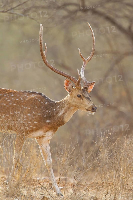Axis deer (Axis axis) India