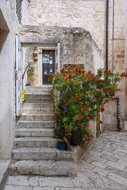 Outside the entrance to Galleria Hvaroom, with a beautiful Bottlebrush shrub, (Callistemon citrinus), Hvar Town, Hvar, Croatia