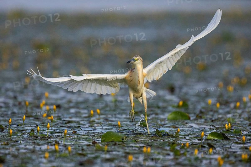 Squacco Heron (Ardeola ralloides) in the fog Hungary