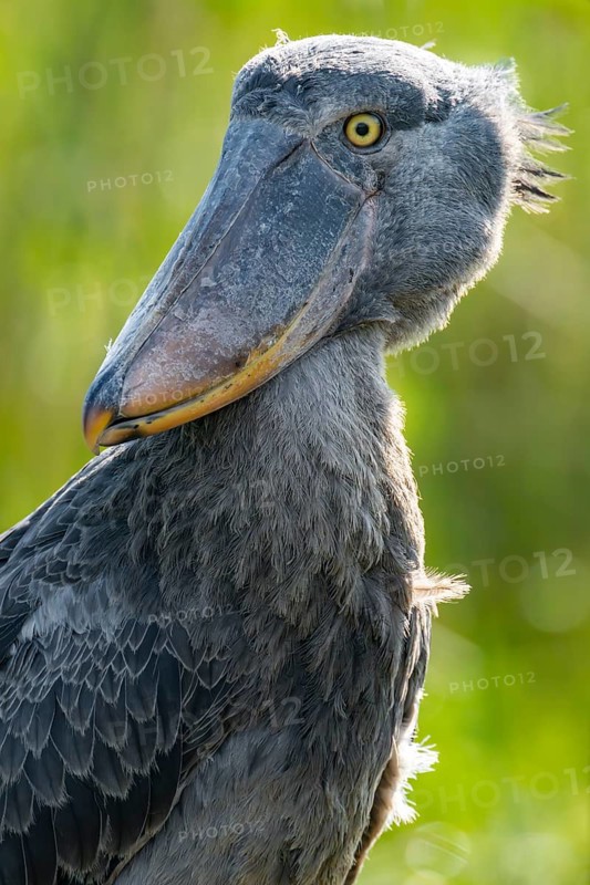 Shoebill (Balaeniceps rex), juvenile, animal portrait, swamps of Mabamba, Lake Victoria, Uganda