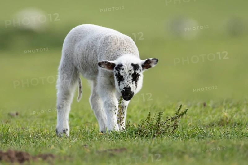 Domestic sheep (Ovis aries) juvenile baby lamb farm animal in a grass field in spring, England, United Kingdom