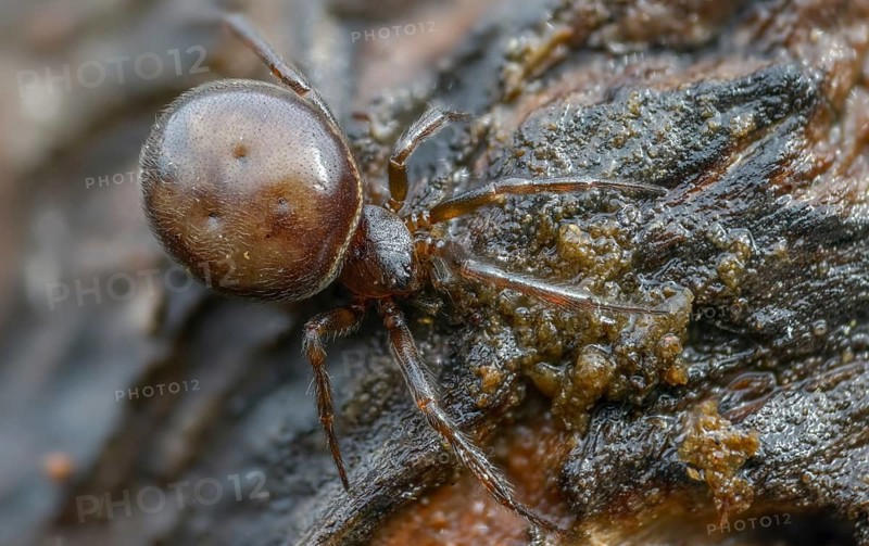 Arachnida, fat spider, common fat spider, rabbit hutch spider, arachnids, steatoda bipunctata, two-spotted spider, spider, spiders