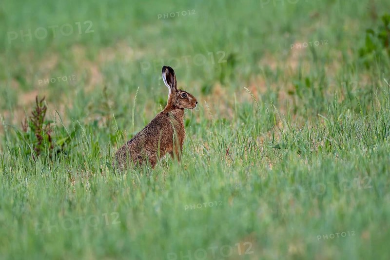 European hare (Lepus europaeus), Vulkaneifel, Rhineland-Palatinate, Germany