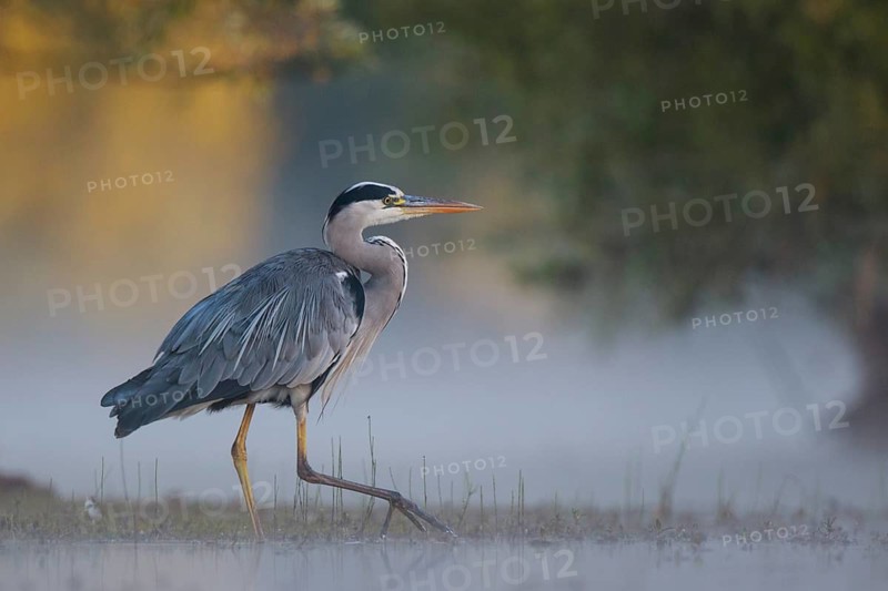 Grey Heron (Ardea cinerea) foraging in swallow water on foggy morning, North Rhine-Westphalia, Germany