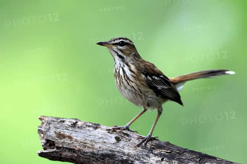 White-browed Warbler (Cercotrichas leucophrys), White-browed Bush Redstart, adult, alert, tree trunk, Warte, Kruger National Park, Limpopo Province, South Africa