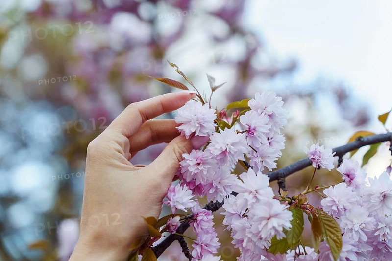 Female hand holding flower of blooming Japanese cherry blossom (Prunus serrulata) Kanzan in April in park, A hand gently touches blooming pink cherry blossoms on a branch