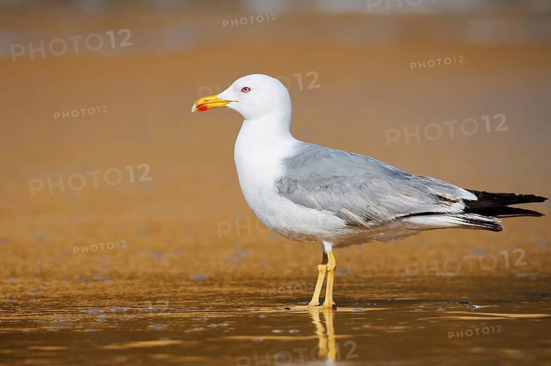 A Mediterranean gull (Larus michahellis) stands on the beach, Algarve, Portugal