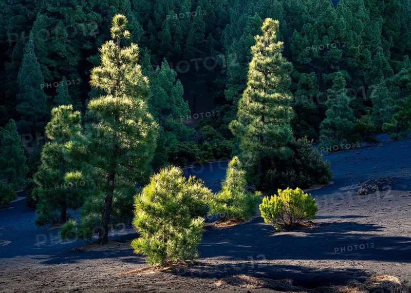 Pine forest, Canary Island pines (Pinus canariensis) . Morning light. La Palma, Canary Islands, Spain