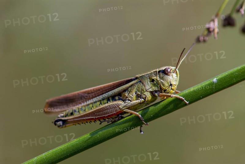 Caelifera, field locusts, grasshoppers, short-feeler scare, mecostethus grossus, stethophyma grossum, swamp scare, grasshoppers, grasshoppers, insects, large marsh grasshopper