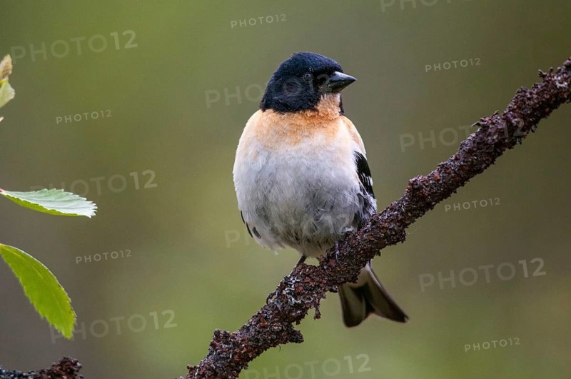 Mountain finch, brambling, Finland, fringilla montifringilla, birds, male, passeri, songbirds, birds
