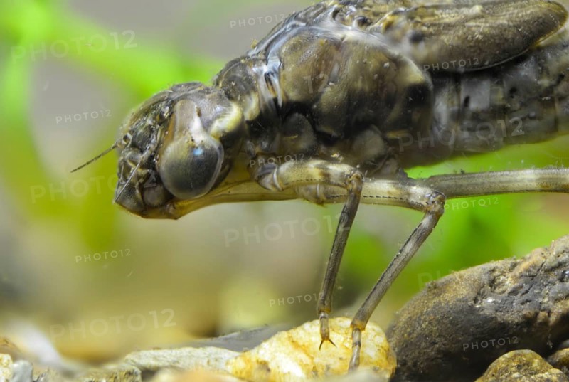 Aeshna cyanea, blue-green mosaic maiden, southern hawker, anisoptera, dragonflies, insects, larva, larva, dragonflies, odonata