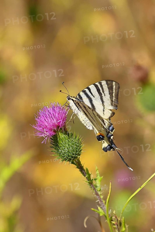 Podalirius butterfly (Iphiclides podalirius), on a flower of a field thistle (Cirsium arvense), in a vineyard, close-up, Moselle Valley, Cochem, Rhineland-Palatinate, Germany
