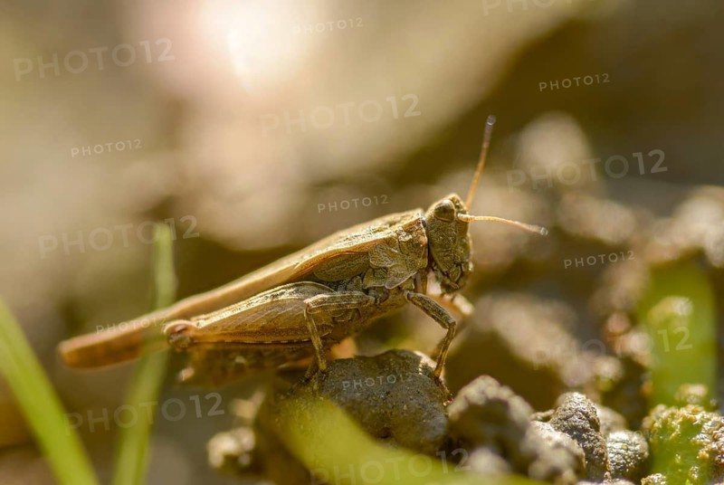 Caelifera, thorn scare, grasshoppers, short-feeler scare, sabre-thorn scare, tetrix subulata, awl-shaped pygmy grasshopper, grasshoppers, grasshoppers, insects, slender ground hopper