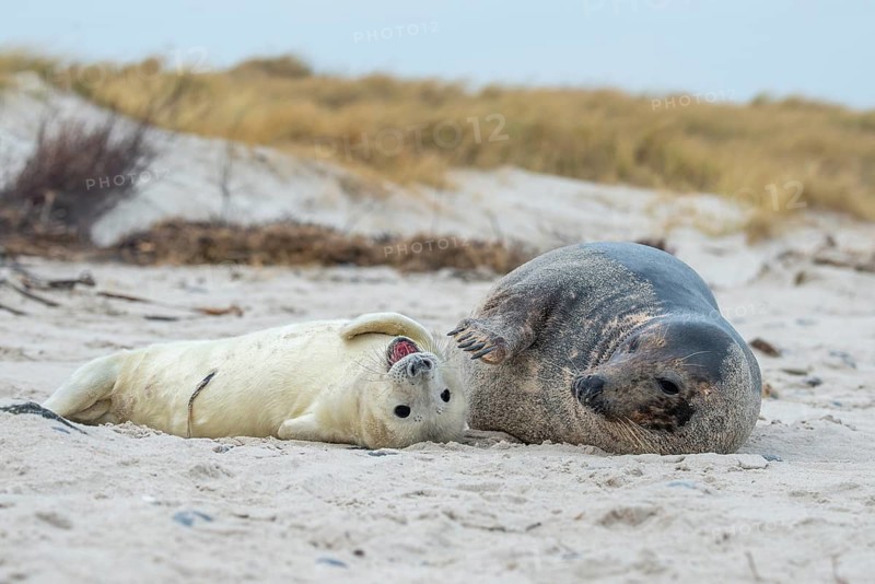 Grey seal (Halichoerus grypus), young seal with its mother, Nordesee, Heligoland, Schleswig-Holstein, Germany