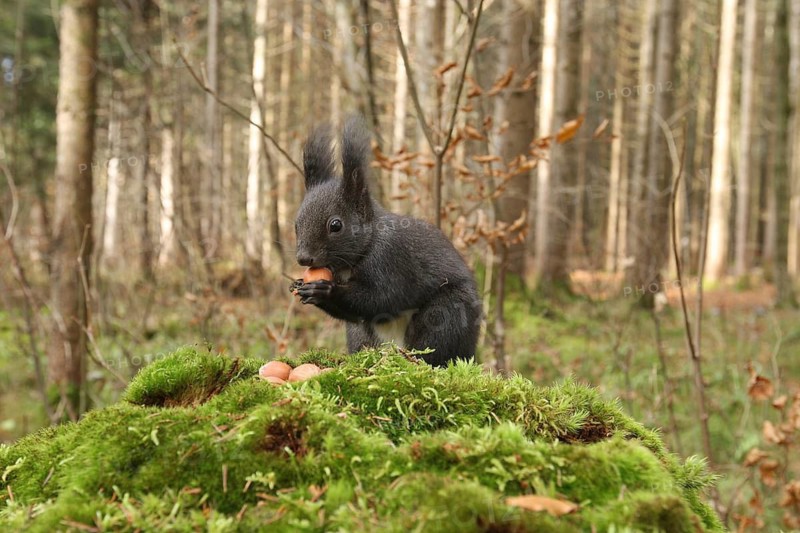 Squirrel (Sciurus vulgaris) with a hazelnut on a moss-covered tree stump, Allgäu, Bavaria, Germany