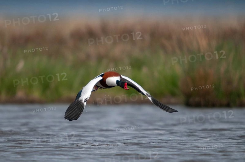 Brandgoose, Shelduck, Tadorna Tadorna, Anatidae, Birds, Duckbirds, Goose, Geese, Birds, Waterbirds