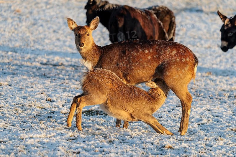 A female Dybowski deer (Cervus nippon hortulorum) suckles her calf in a snow-covered meadow. China, Taiwan, SE-Siberia, Korea, Japan, Vietnam