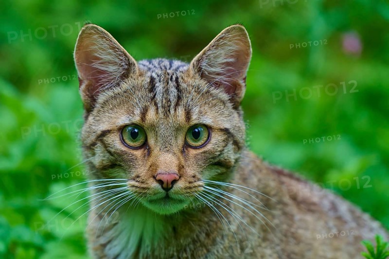 Portrait of a relaxed tabby cat with green eyes in its natural habitat, European wildcat (Felis silvestris), Hesse, Germany