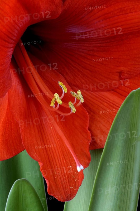Amaryllis, Knight Star, Hippeastrum hybrids