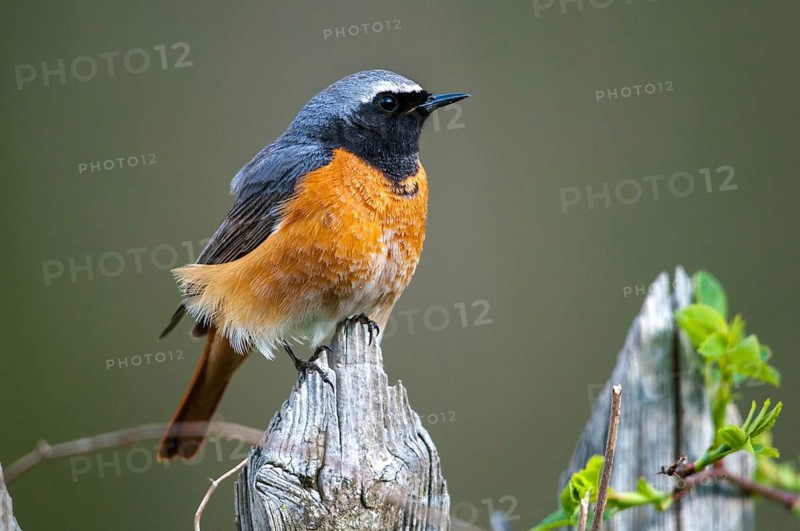 Garden redtail, Phoenicurus phoenicurus, redstart, birds, garden fence, garden birds, garden fence, male, passeri, songbirds, birds