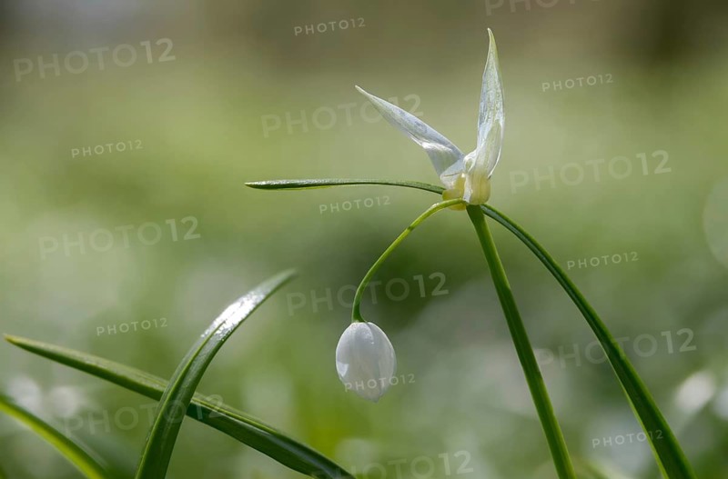 Alliaceae, Allium paradoxum, Berlin leek, leek family, neophyte, strange leek, miracle garlic, few-flowered garlic, few-flowered leek, flora, invasive species, plants, plants