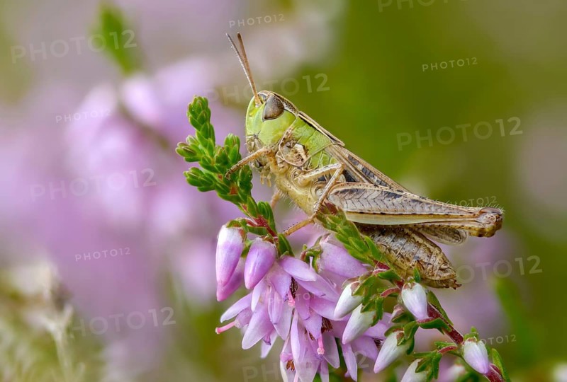 Acrididae, caelifera, field locusts, gomphocerinae, grasshoppers, heather grasshoppers, small heather grasshoppers, short-feeler scare, stenobothrus stigmaticus, grasshoppers, insects, lesser mottled grasshoppers