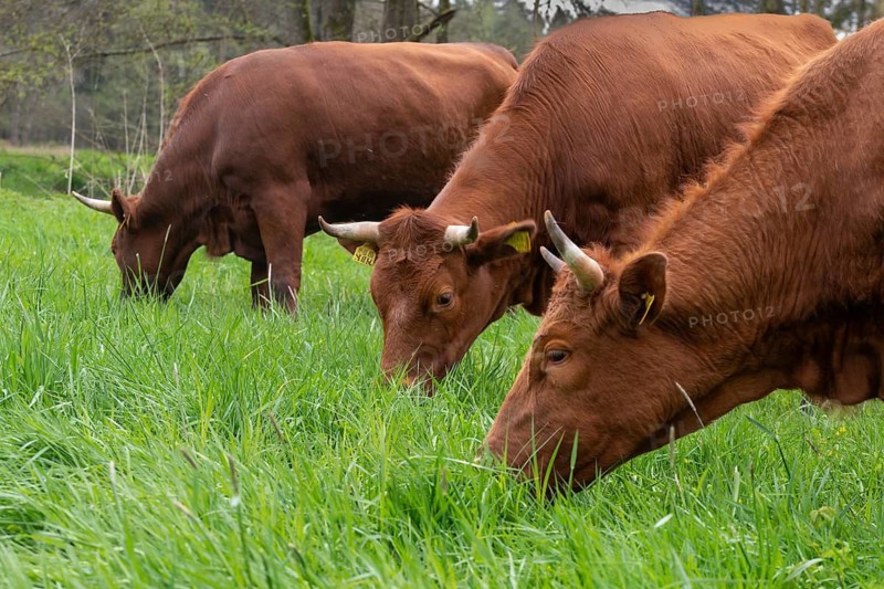 Artiodactyla, Bavaria, Bos Taurus sspec.5, cattle, even-toed ungulate, Höhenvieh, Upper Palatinate, cloven-hoofed, Rotes Höhenvieh, Tirschenreuth, Waldnaab, Waldnaabaue, wild willows Waldnaabaue, domesticated animals, extensive grazing, pet, mammals, cattle, mammals