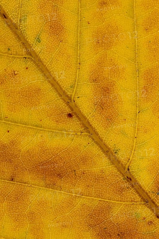 Common beech (Fagus sylvatica) tree close up of an autumn colour leaf, England, United Kingdom