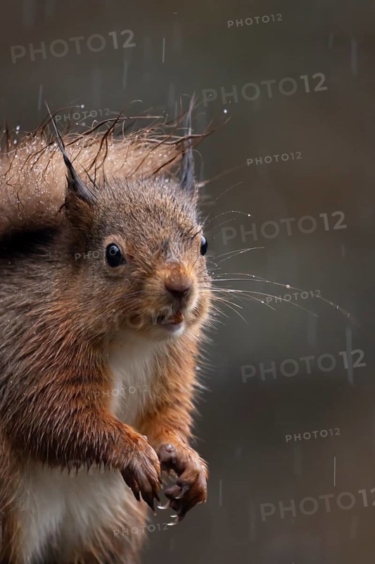 Red squirrel (Sciurus vulgaris) adult animal on a fence soaking wet in a rain storm, England, United Kingdom