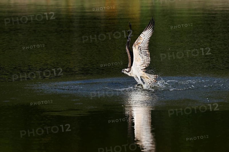 An osprey (Pandion haliaetus) takes off from the water after hunting, with a fish caught in its talons, North Rhine-Westphalia, Germany