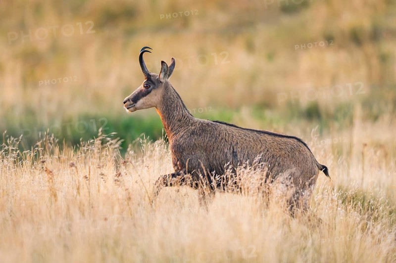 Chamois (Rupicapra rupicapra) on a meadow in the Vosges Mountains, wildlife, France