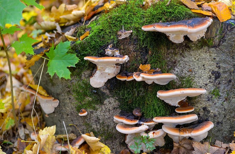 Boletus resinosus, ischnoderma resinosum, lasiochlaena anisea, hardwood resin porling, benzoin bracket, fungi, fungus, late fall polypore, mushrooms, resinous polypore