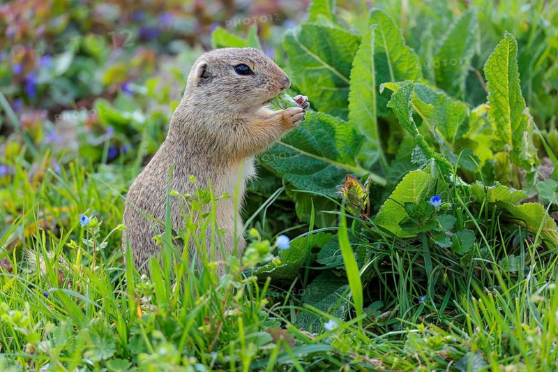 An adult ground squirrel (Spermophilus citellus) eats leaves and flowers on a sunny day in a green meadow with tall vegetation. Austria