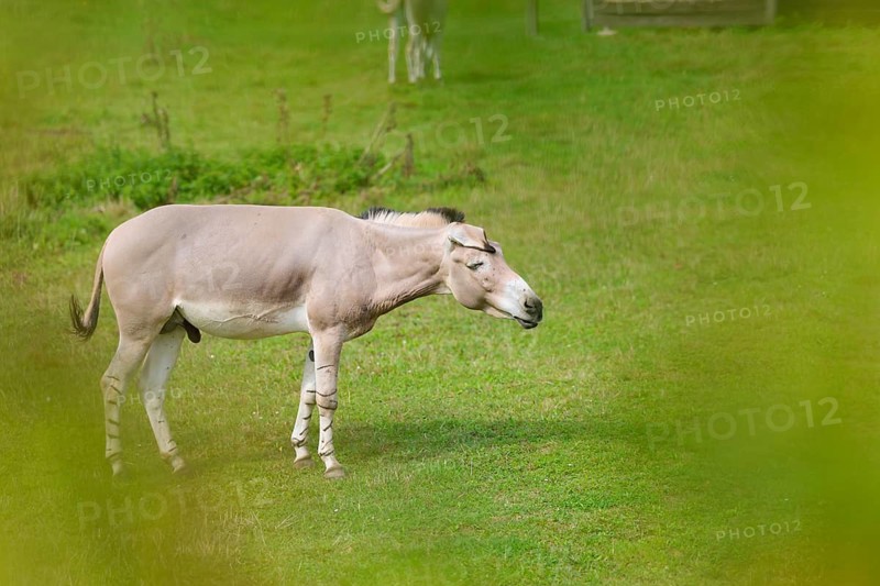 A male Somali wild ass (Equus africanus somaliensis) stands in a green meadow and shakes his head to shake off the insects. Somalia, Somaliland, Eritrea, Ethiopia