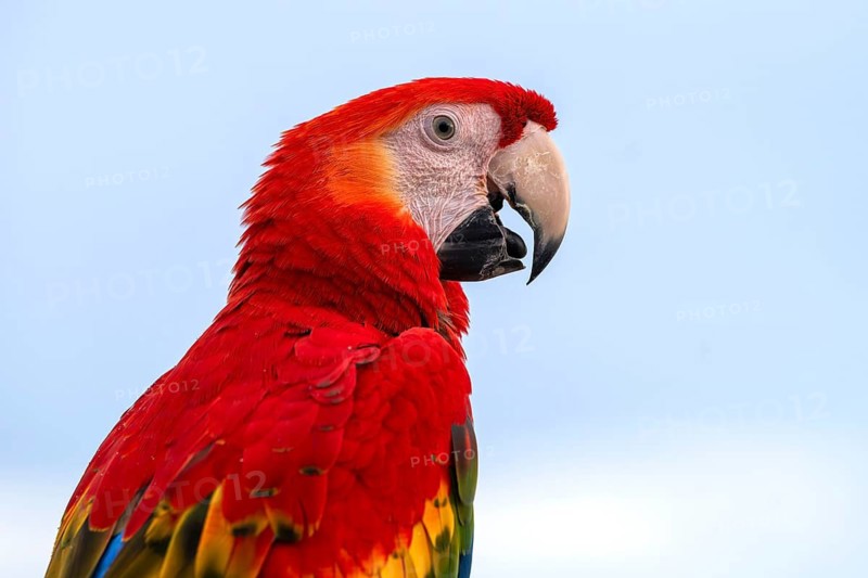 Scarlet Macaw (Ara macao), Jomtien, Thailand