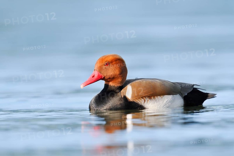 Red-crested Pochard (Netta rufina), a drake swimming on Lake Constance, Baden-Württemberg, Germany