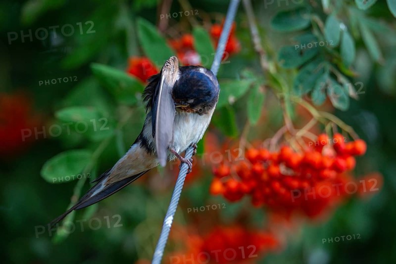 Hirundo rustica, barn swallow, birds, plumage care, passeri, swallows, songbirds, songbirds, birds